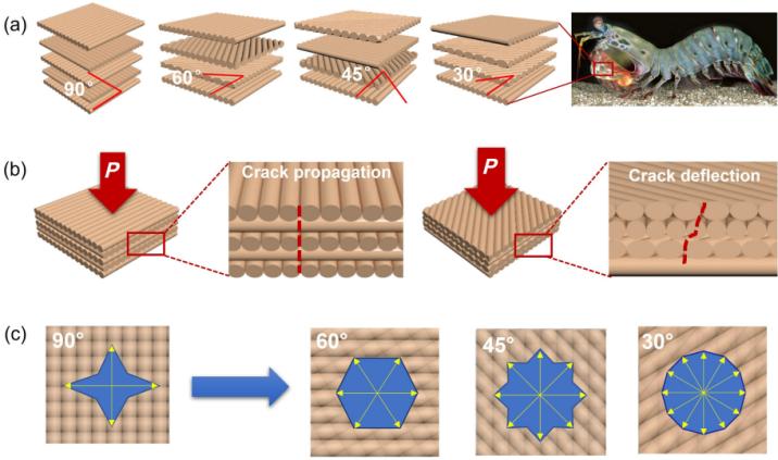 布利冈结构示意图
